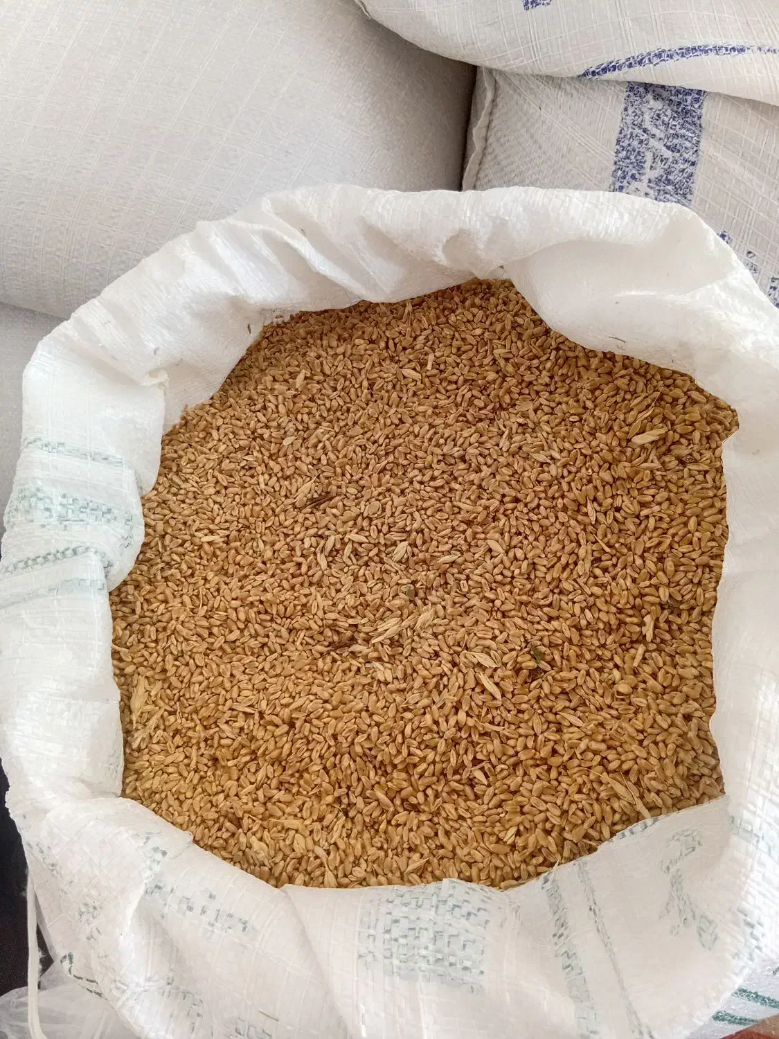 گندم|خدمات باغبانی و درختکاری|مانه, |دیوار