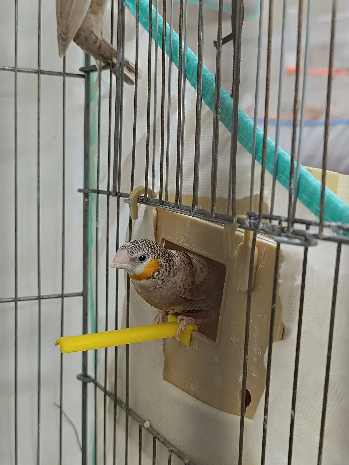 فنچ گلوبریده حنایی روبان نارنجی|پرنده|شیراز, رازی|دیوار