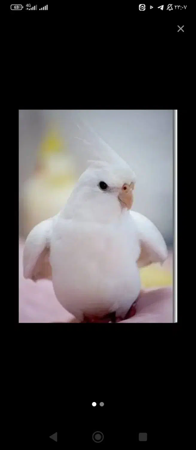 طوطی گمشده|حیوانات|لولمان, |دیوار