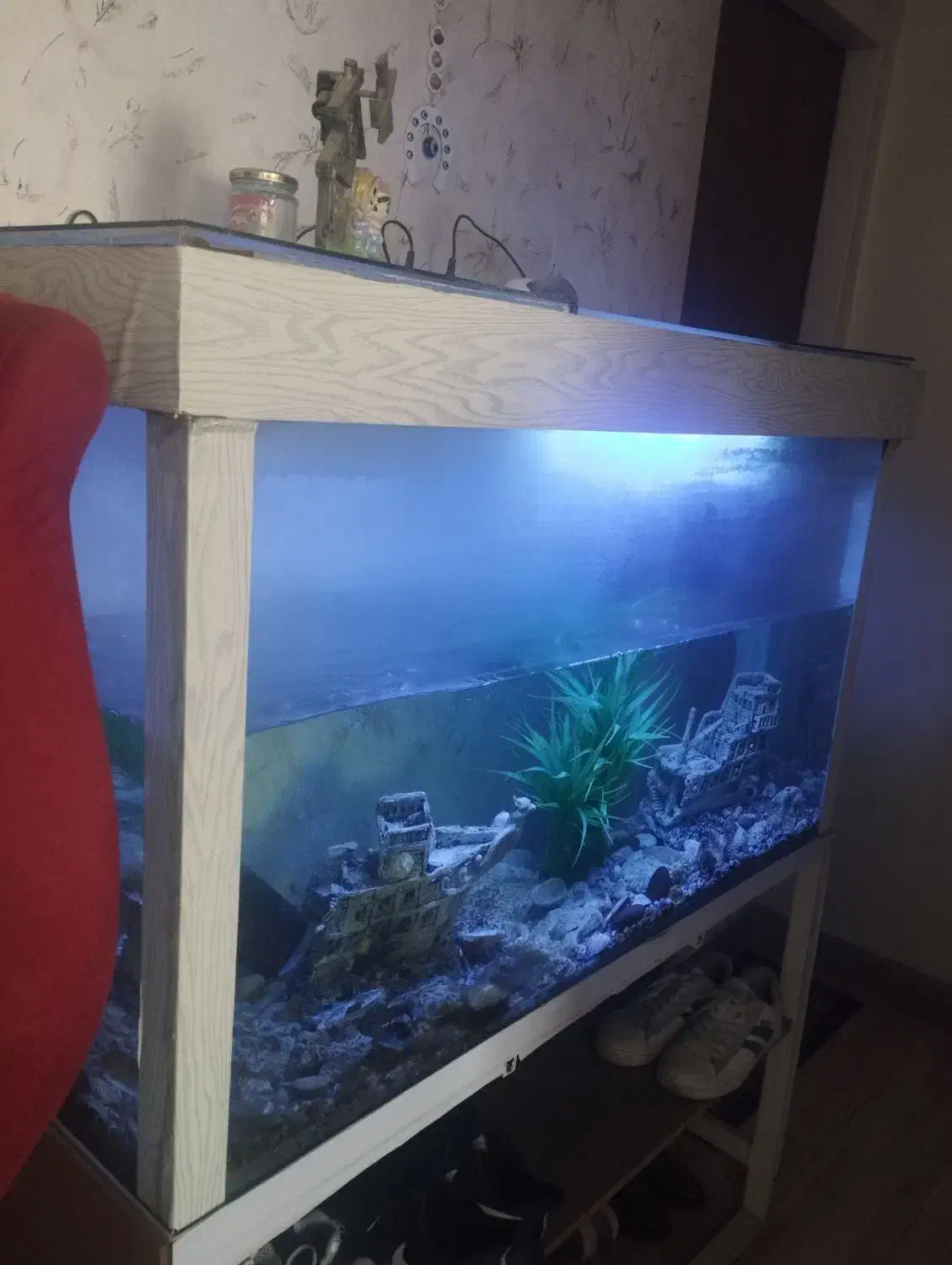 اکواریوم|ماهی|ری, هاشم‌آباد|دیوار