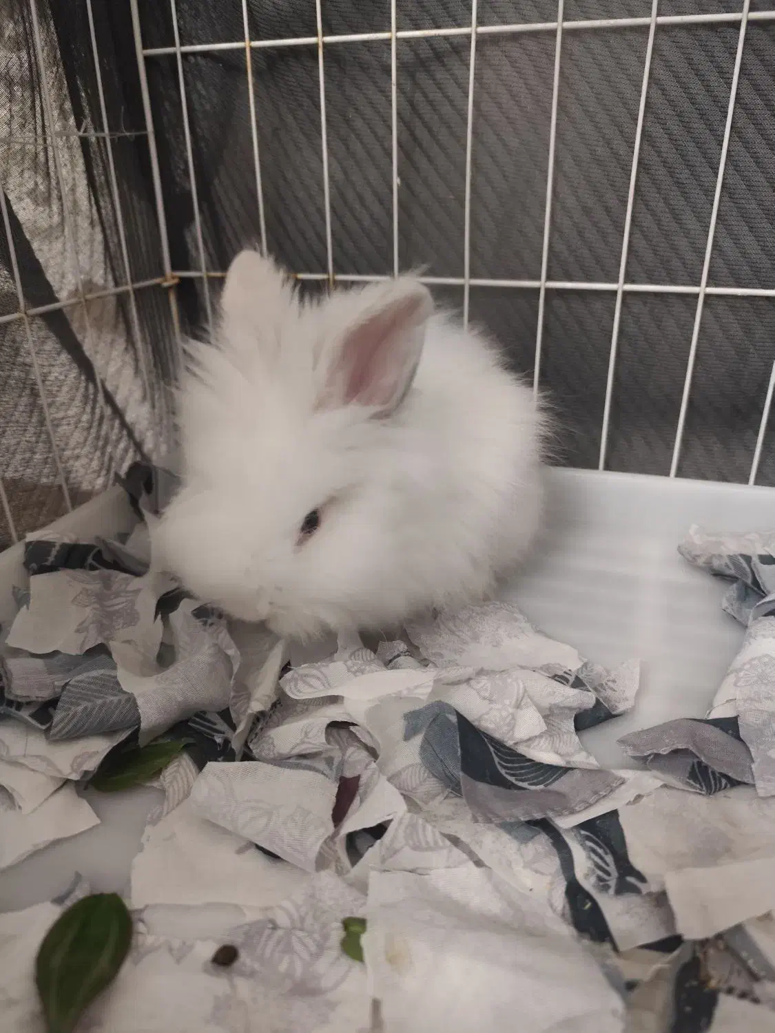 خرگوش لپی|موش و خرگوش|ابهر, |دیوار