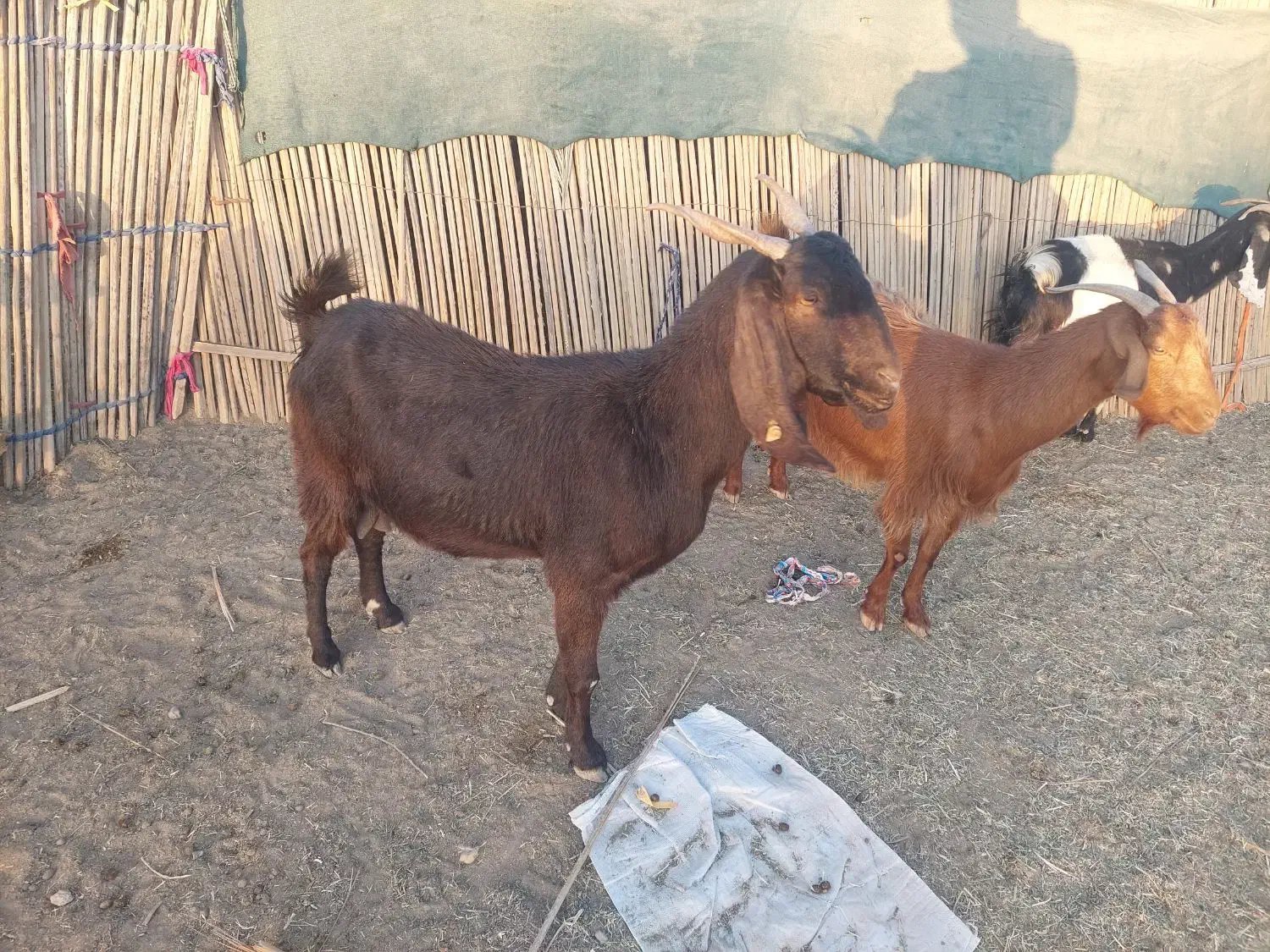 فروش بز پاکستانی|حیوانات مزرعه|رودان, |دیوار