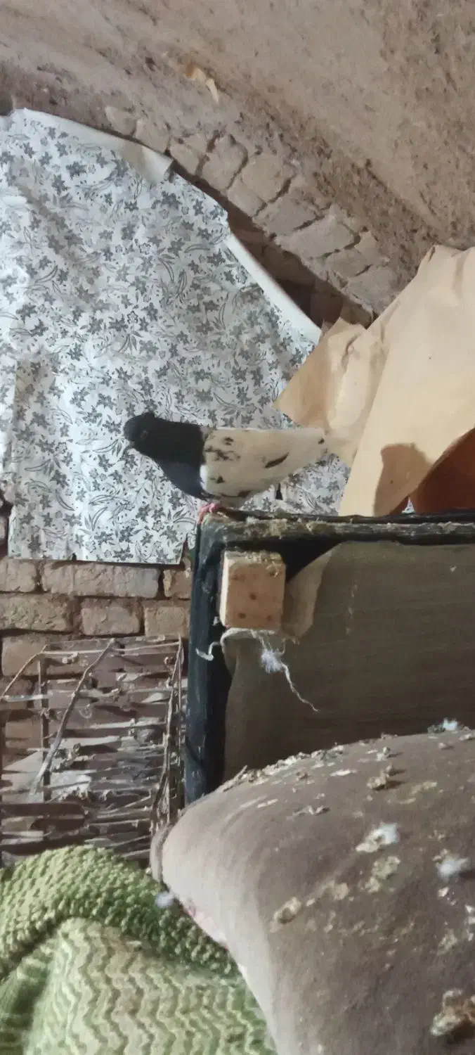 کفتر رنگه|پرنده|تربت جام, میرقوام الدین|دیوار