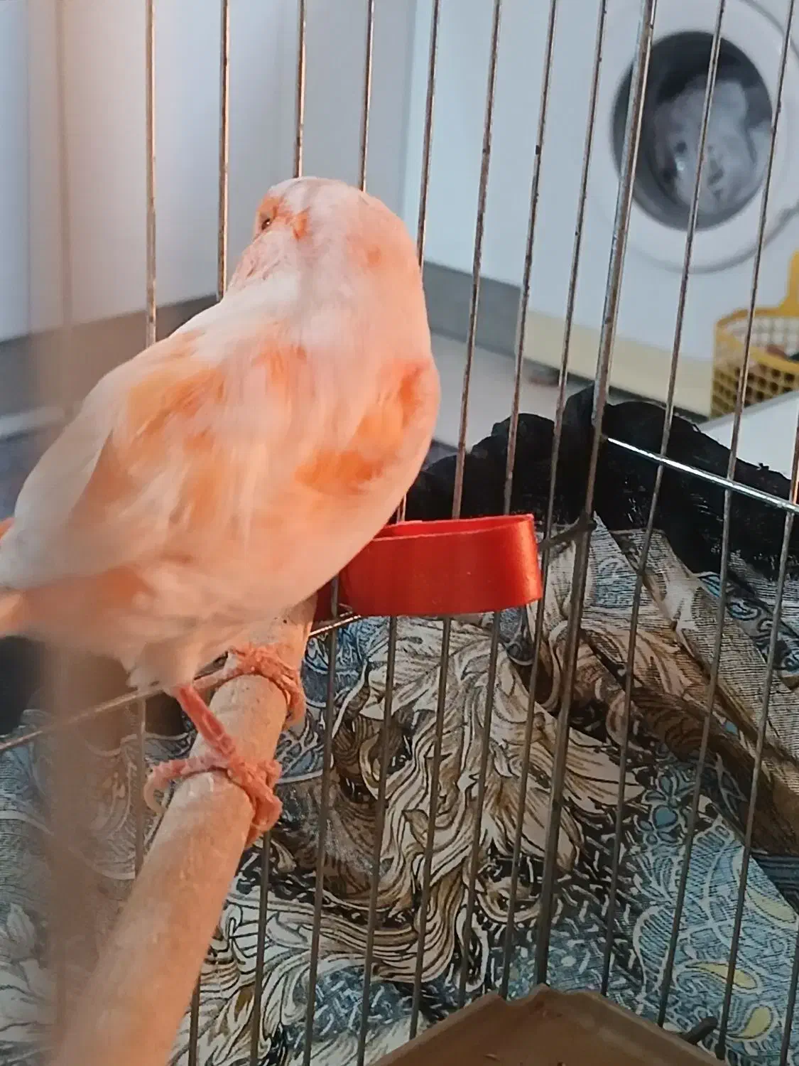 قناری موزاییکی|پرنده|مبارکه, |دیوار