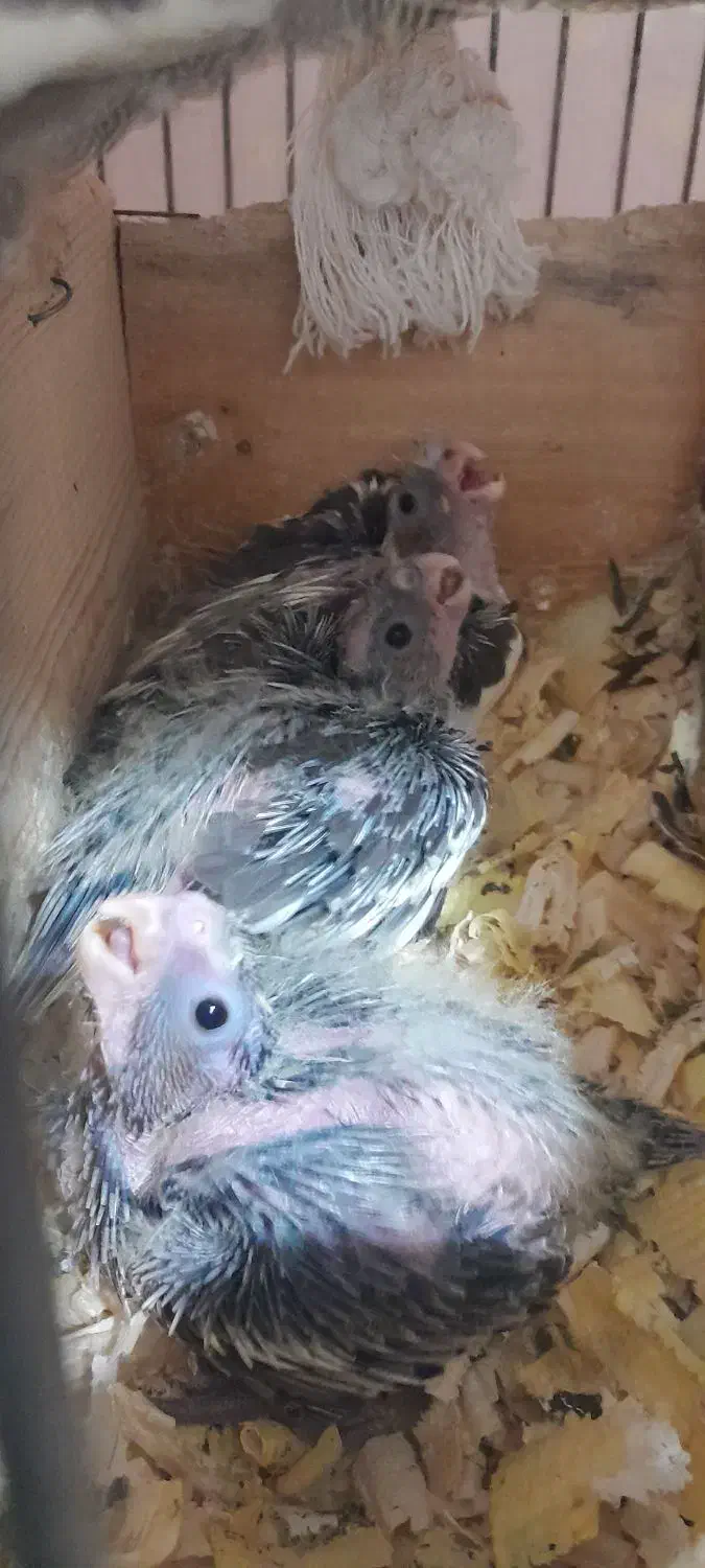 جوجه سرلاکی عروس هلندی|پرنده|لاهیجان, طالقانی|دیوار