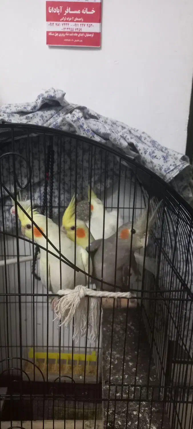 عروس هلندی|پرنده|کوچصفهان, |دیوار