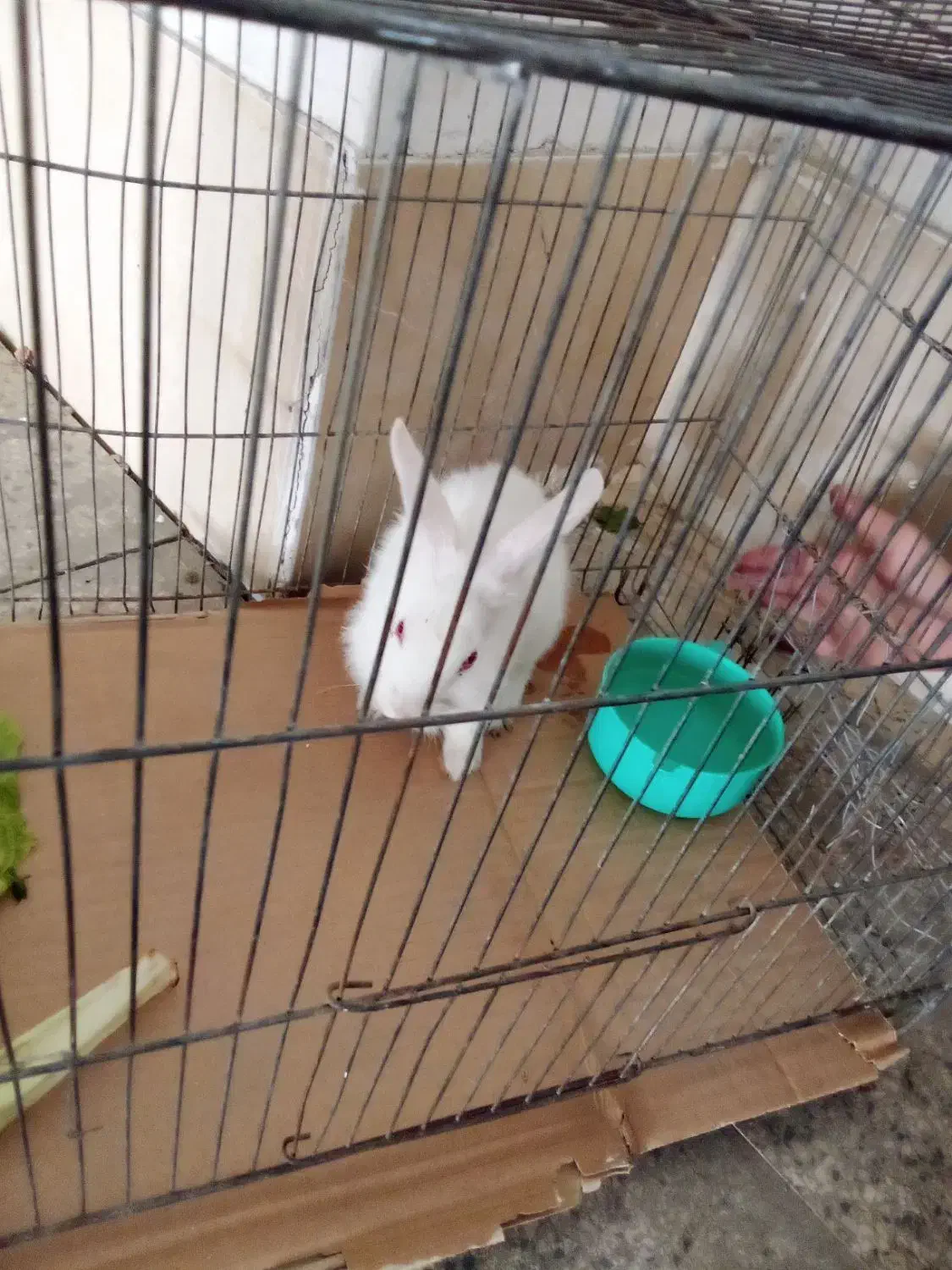 خرگوش ماده|موش و خرگوش|ملایر, |دیوار