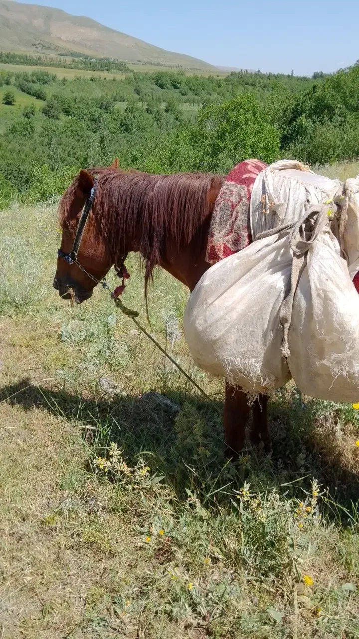 اسب|اسب و تجهیزات اسب‌سواری|سیلوانه, |دیوار