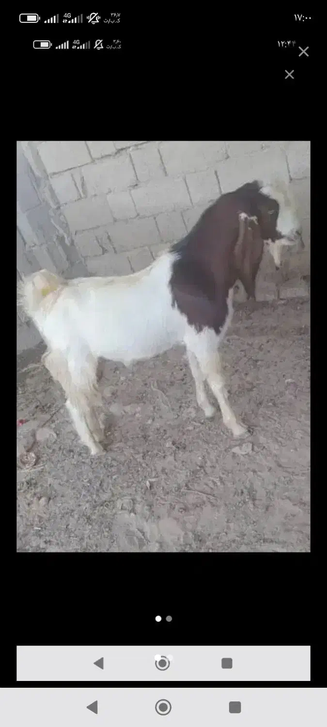 دوتا کهره نر چاق درشت|حیوانات مزرعه|ریگ, |دیوار