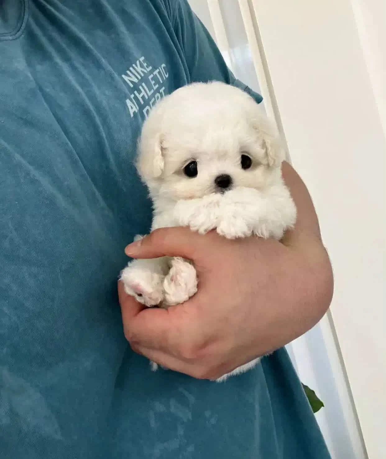 سگ نژاد مالتیز پودل|سگ|تهران, صادقیه|دیوار