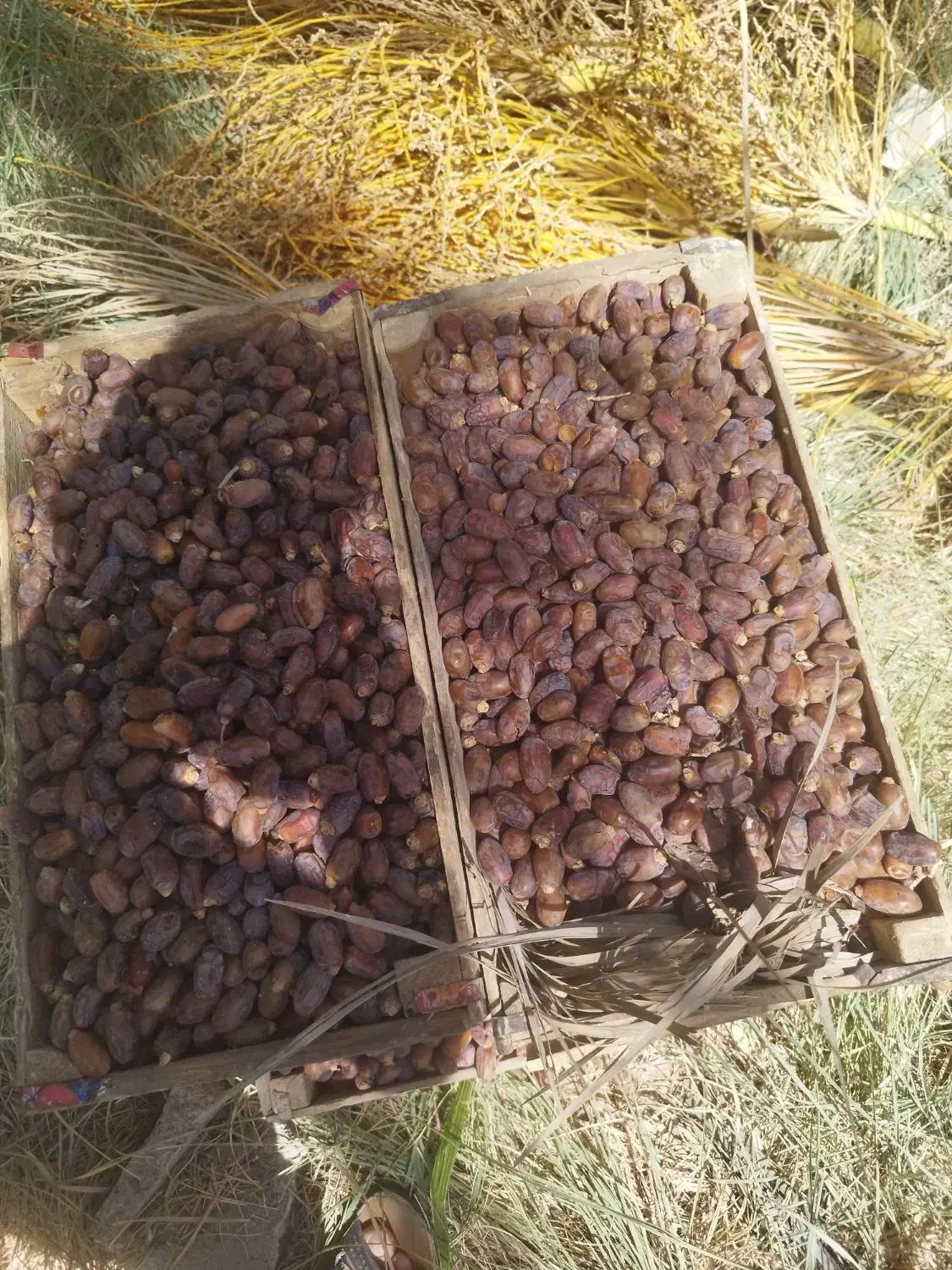 استاد نخل|خدمات باغبانی و درختکاری|آبادان, |دیوار