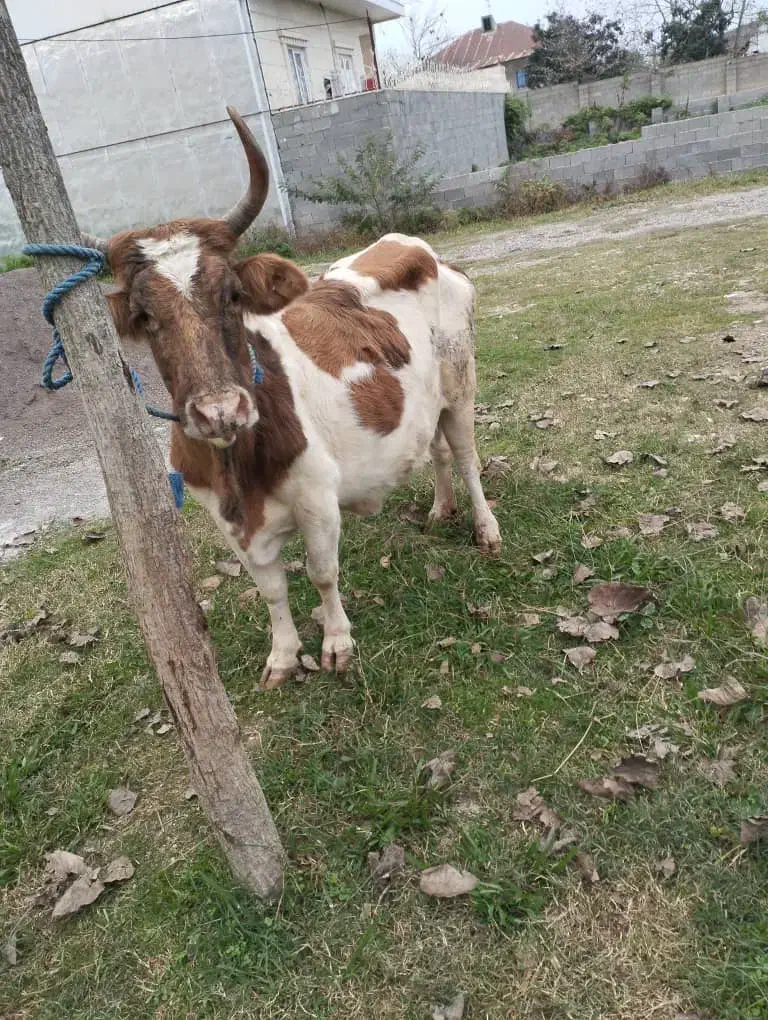 گاو چالوسی|حیوانات مزرعه|فومن, |دیوار