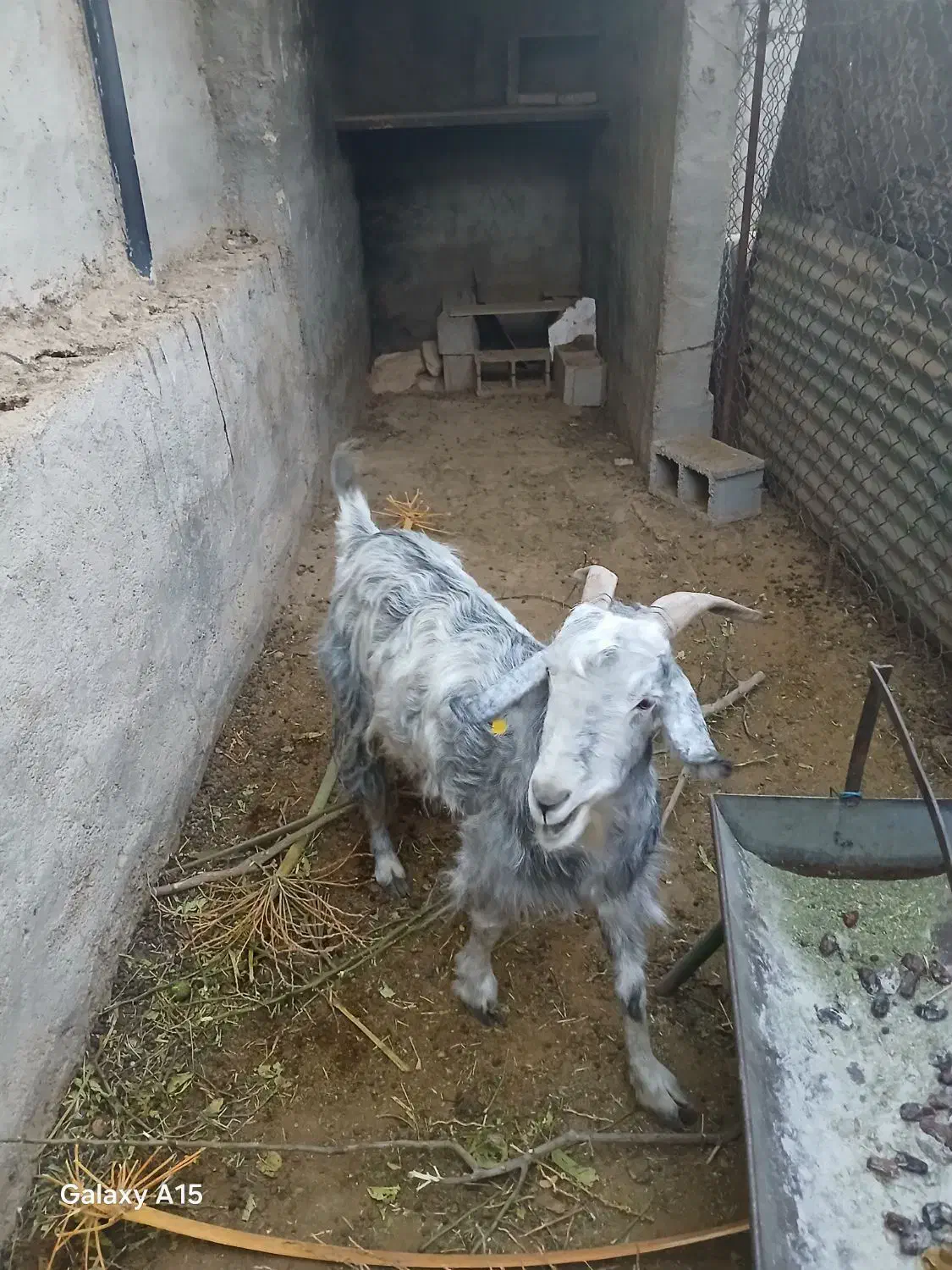 بز خوب و جوان|حیوانات مزرعه|جهرم, |دیوار