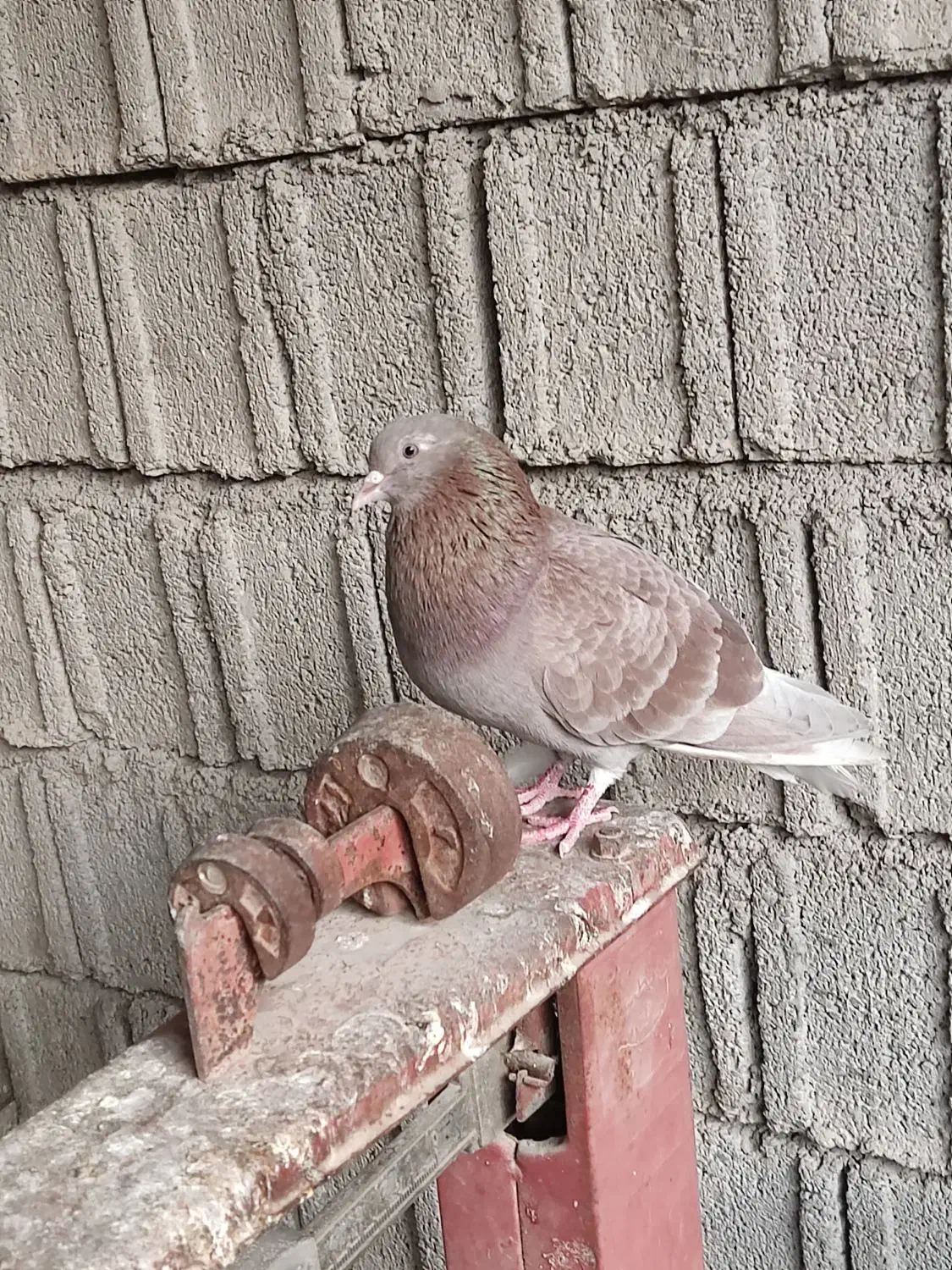 جوجه کبوتر|پرنده|برازجان, |دیوار