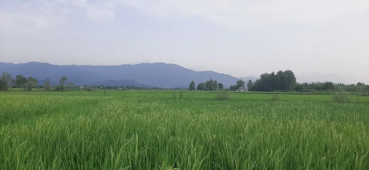 فروش زمین کشاورزی  فوری|فروش دفتر صنعتی، کشاورزی، تجاری|لاهیجان, لیالستان|دیوار