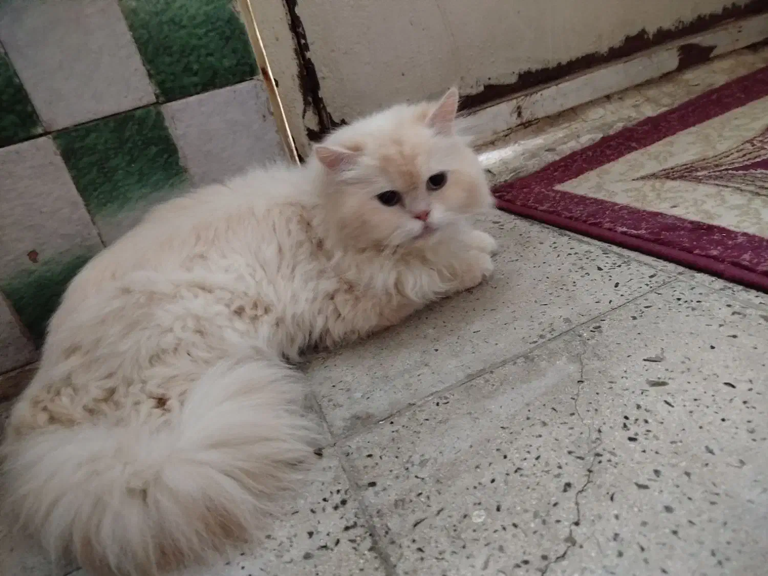 پرشین هیمالین نر عقیم شده|گربه|کرج, گلشهر|دیوار