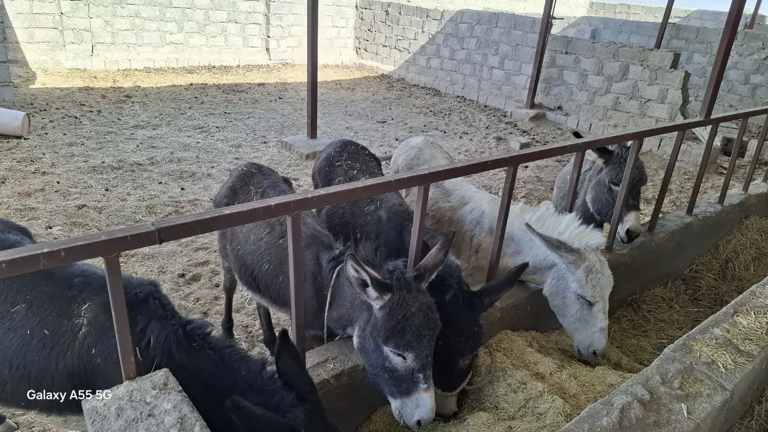 الاغ فروشی|حیوانات مزرعه|نگار, |دیوار