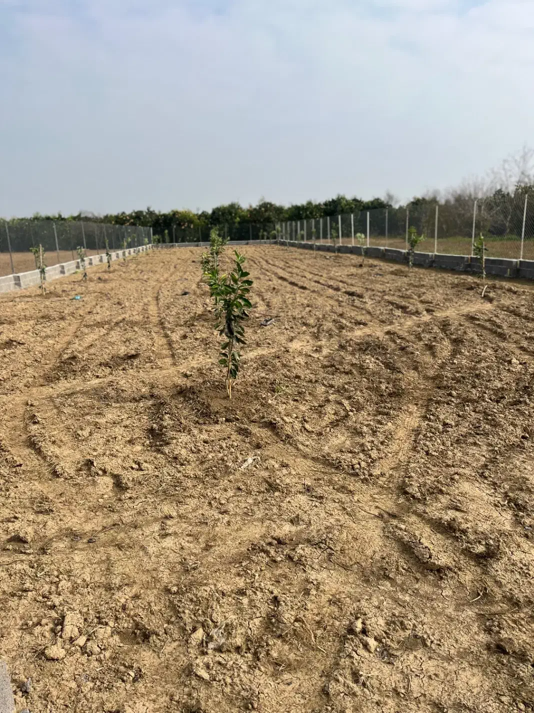 زمین باغی ۹۱۰متری|فروش زمین و ملک کلنگی|کیاکلا, |دیوار