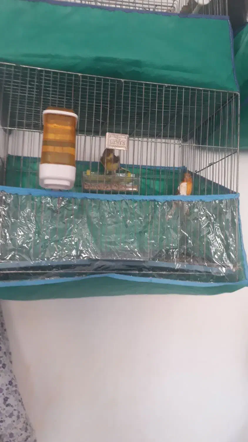 فروشدوقناری نرودو ماده۳ قفس یامعاوضهباسهره نرماده|پرنده|الیگودرز, |دیوار