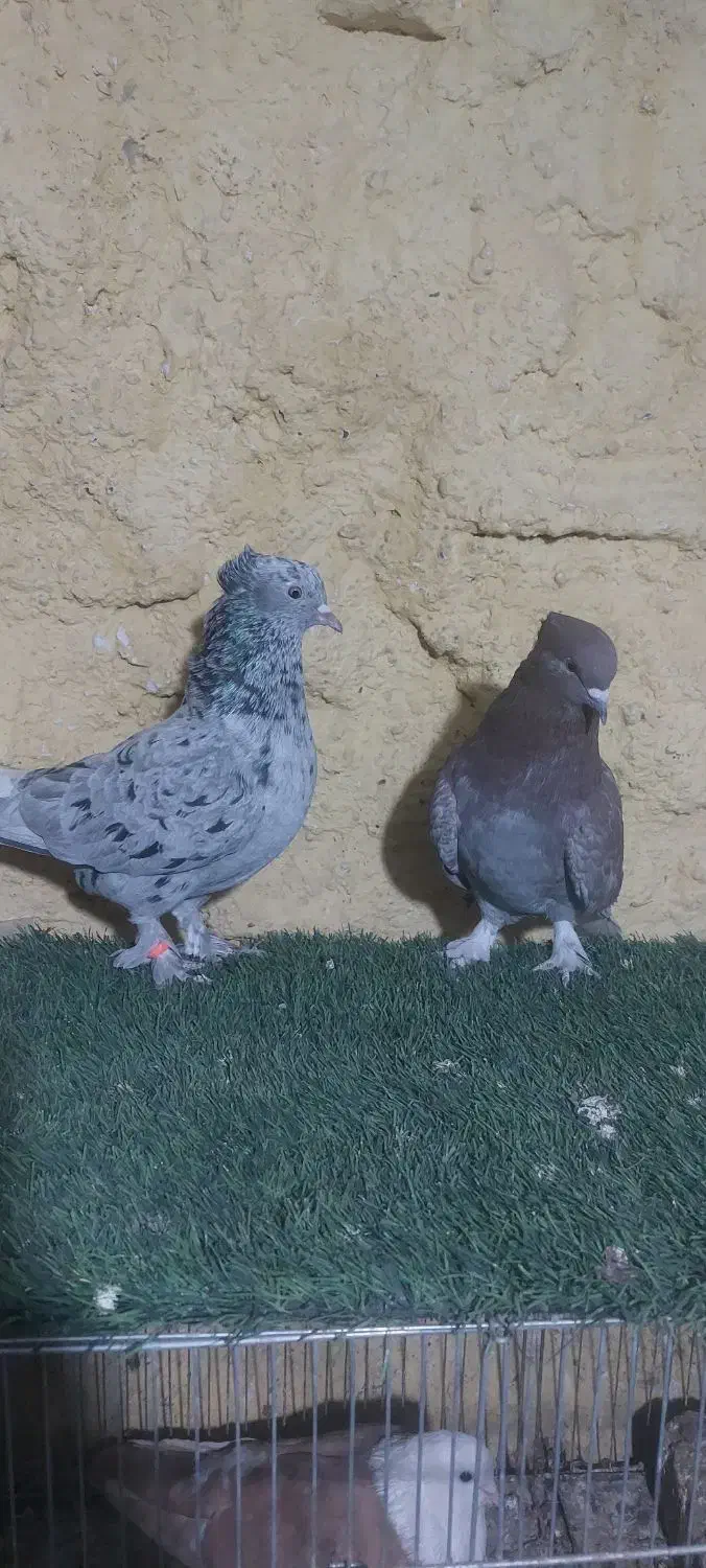 جفت هفت رنگ دم سفید|پرنده|مشهد, ویلاشهر|دیوار