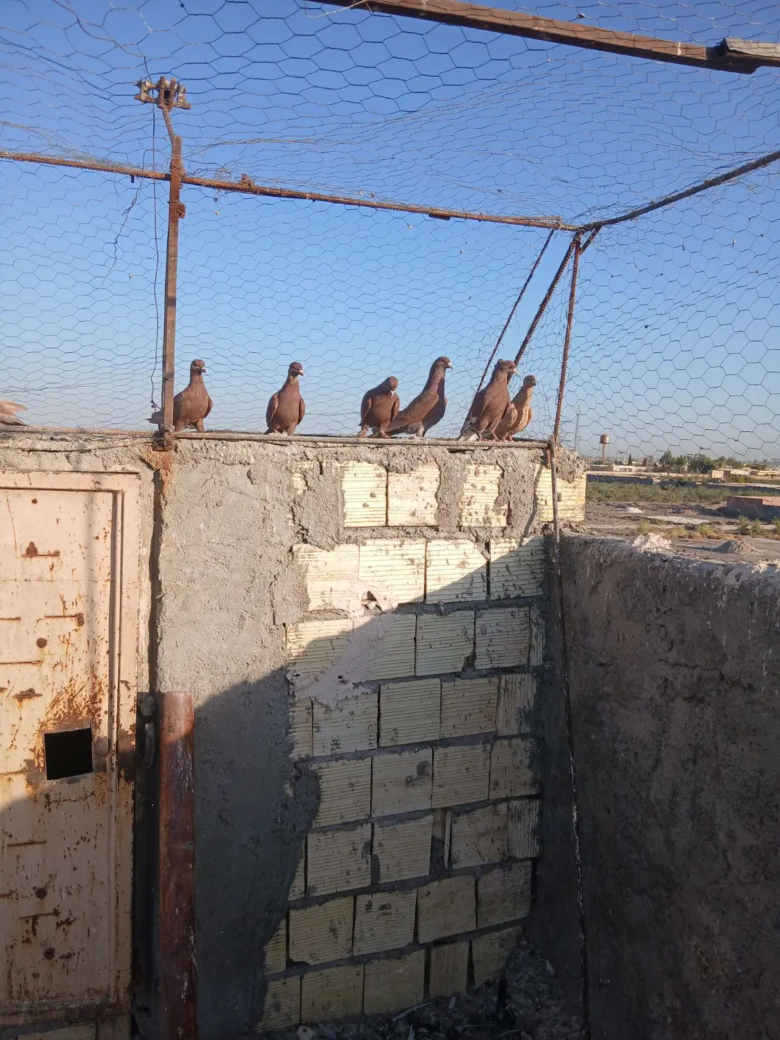 کفتر|پرنده|رفسنجان, |دیوار