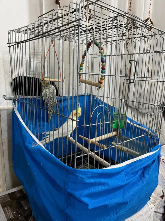 عروس هلندی|پرنده|خمینیشهر, |دیوار