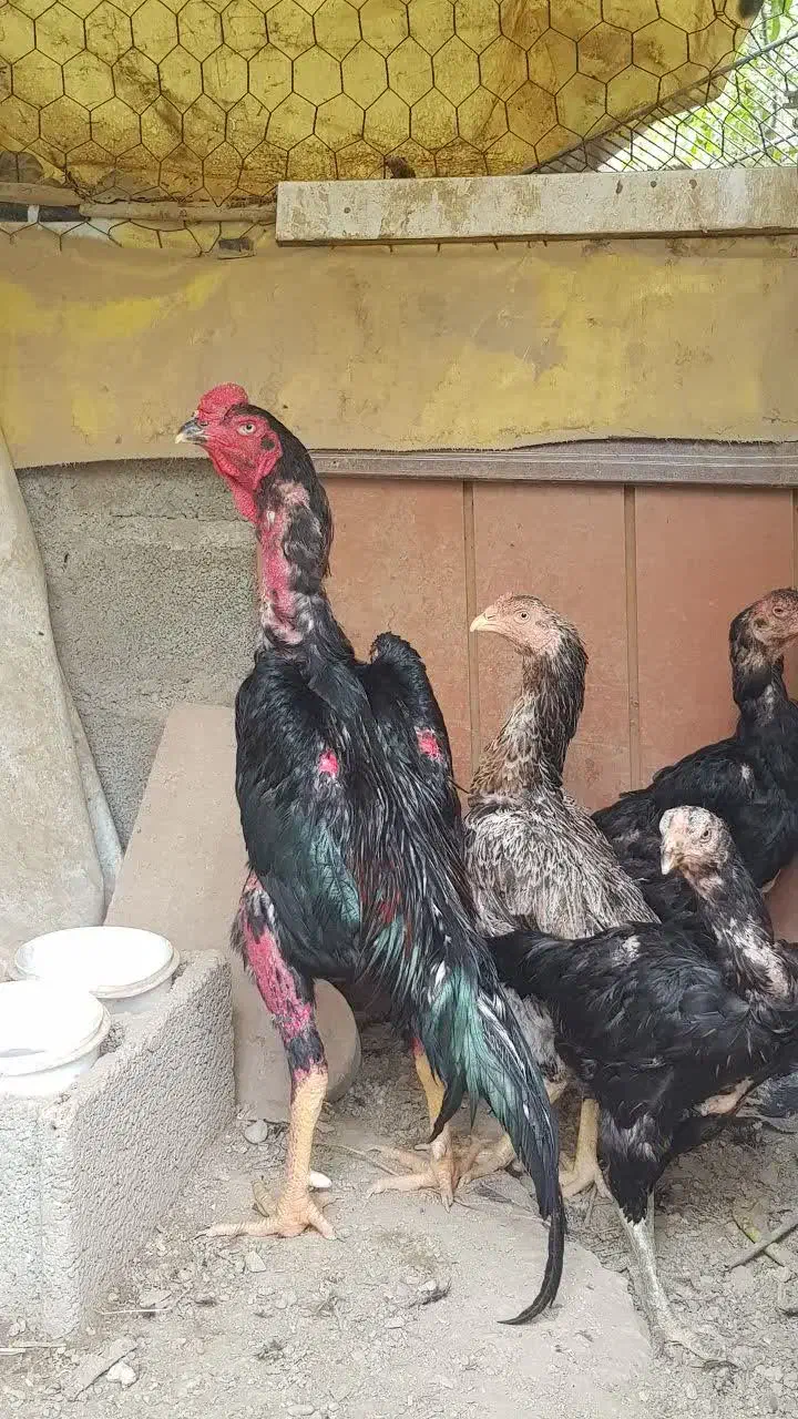 مرغ وخروس لاری اوشامو افغان|حیوانات مزرعه|کوهسار (البرز), |دیوار