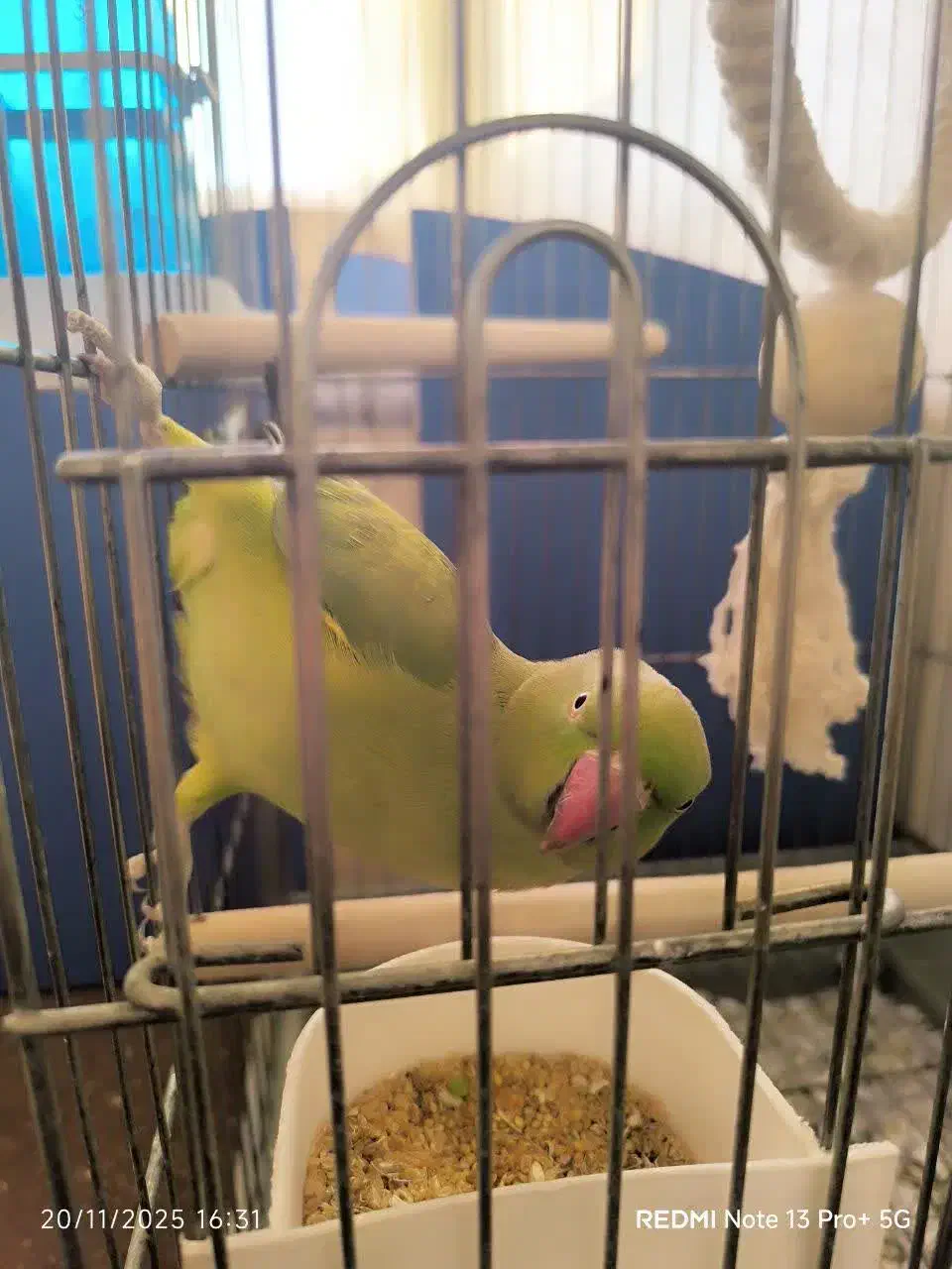 طوطی ملنگو|پرنده|زنجان, |دیوار