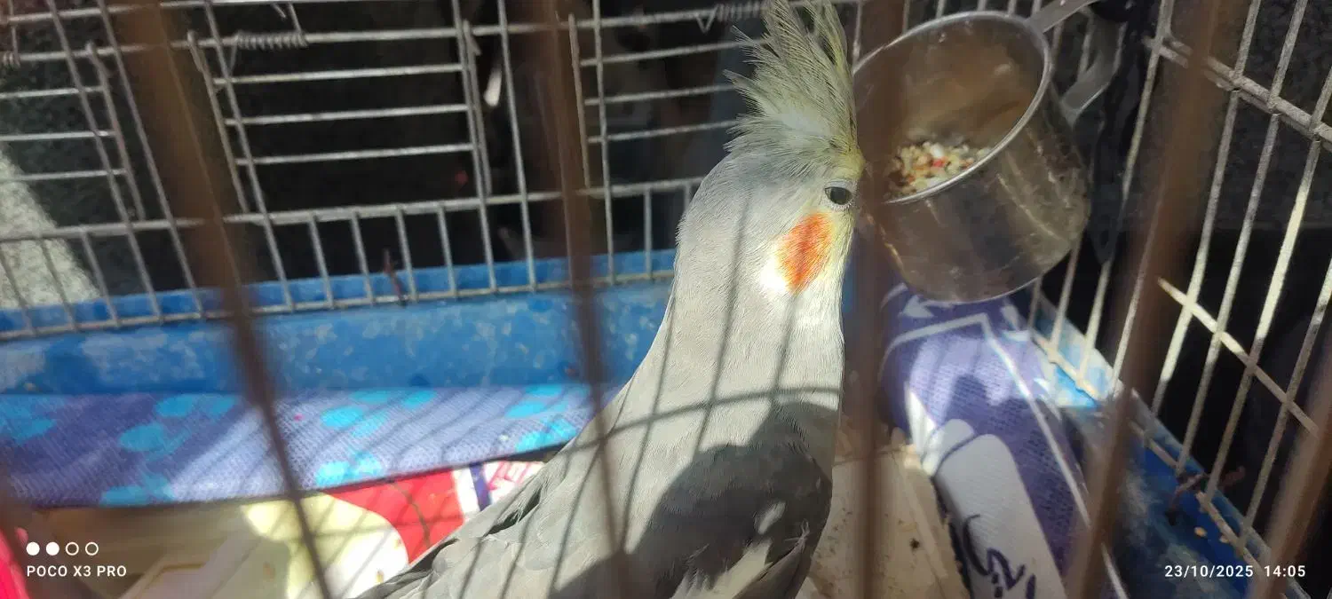 عروس هلندی|پرنده|پاوه, |دیوار