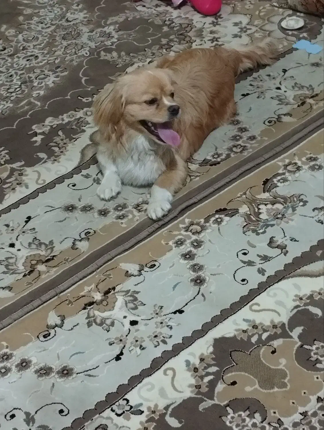 سگ پشمالو|سگ|تربت جام, کشتارگاه|دیوار