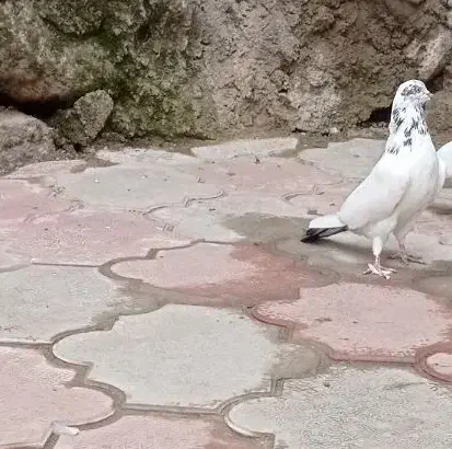 کفتر کبوتر کله دمسبز گمشده|پرنده|محمدشهر, ولدآباد|دیوار