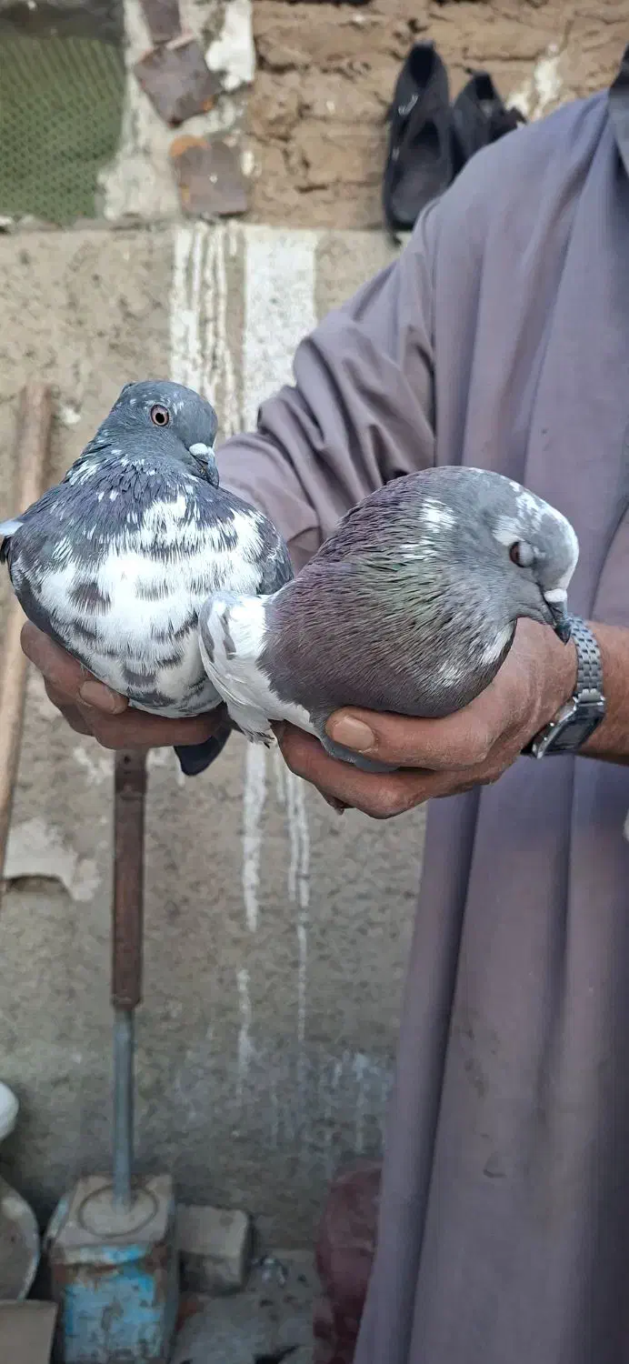 کبوتر نر|پرنده|محمدشهر, زیبادشت|دیوار