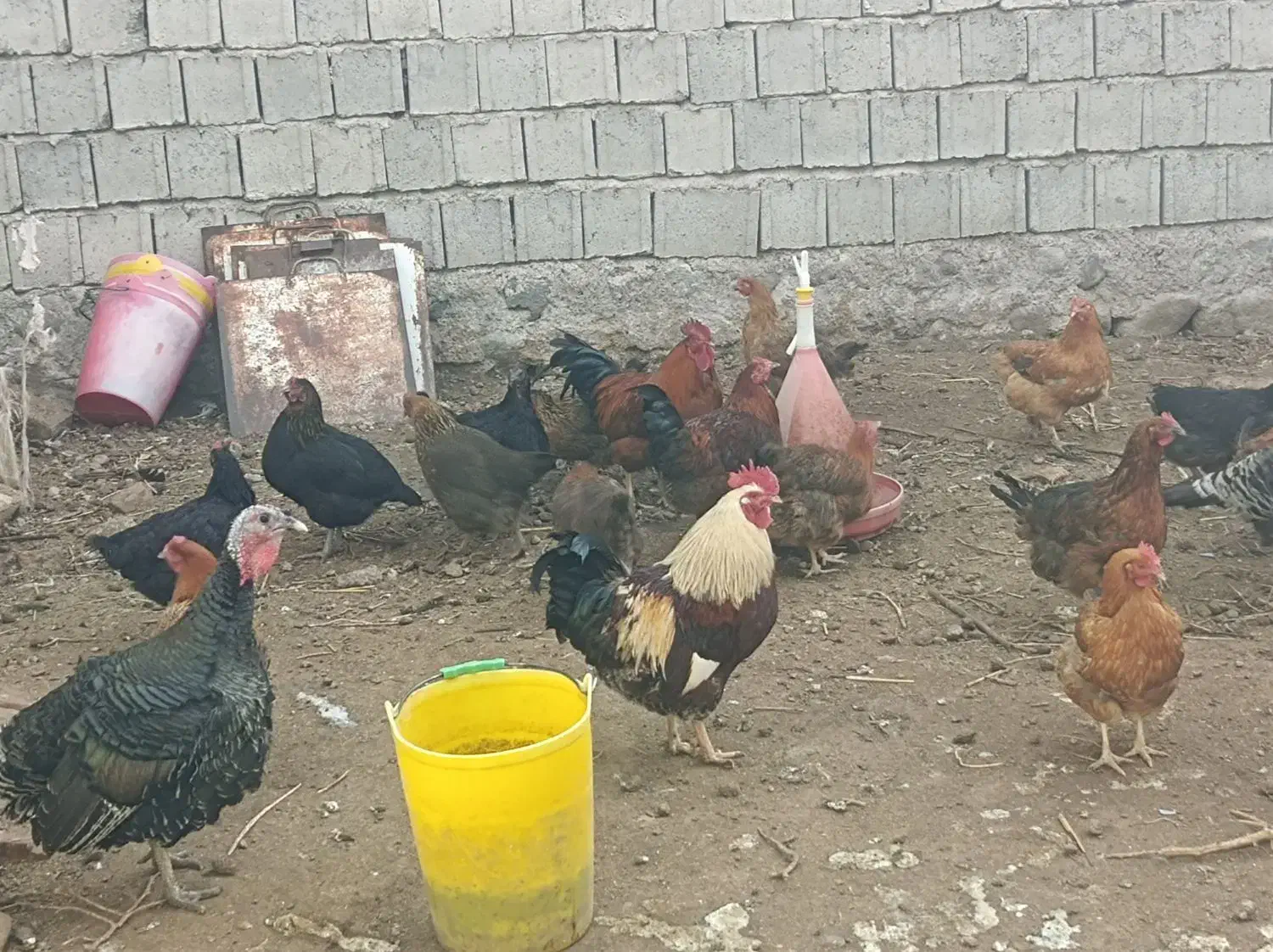 مرغ تخم گذار سالم|حیوانات مزرعه|مشگین شهر, |دیوار