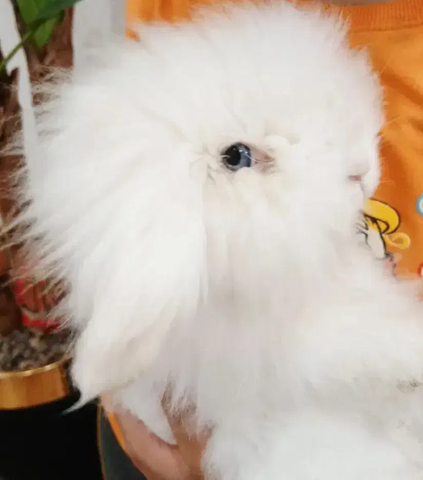 خرگوش نژاد ترکیش|موش و خرگوش|یزد, |دیوار