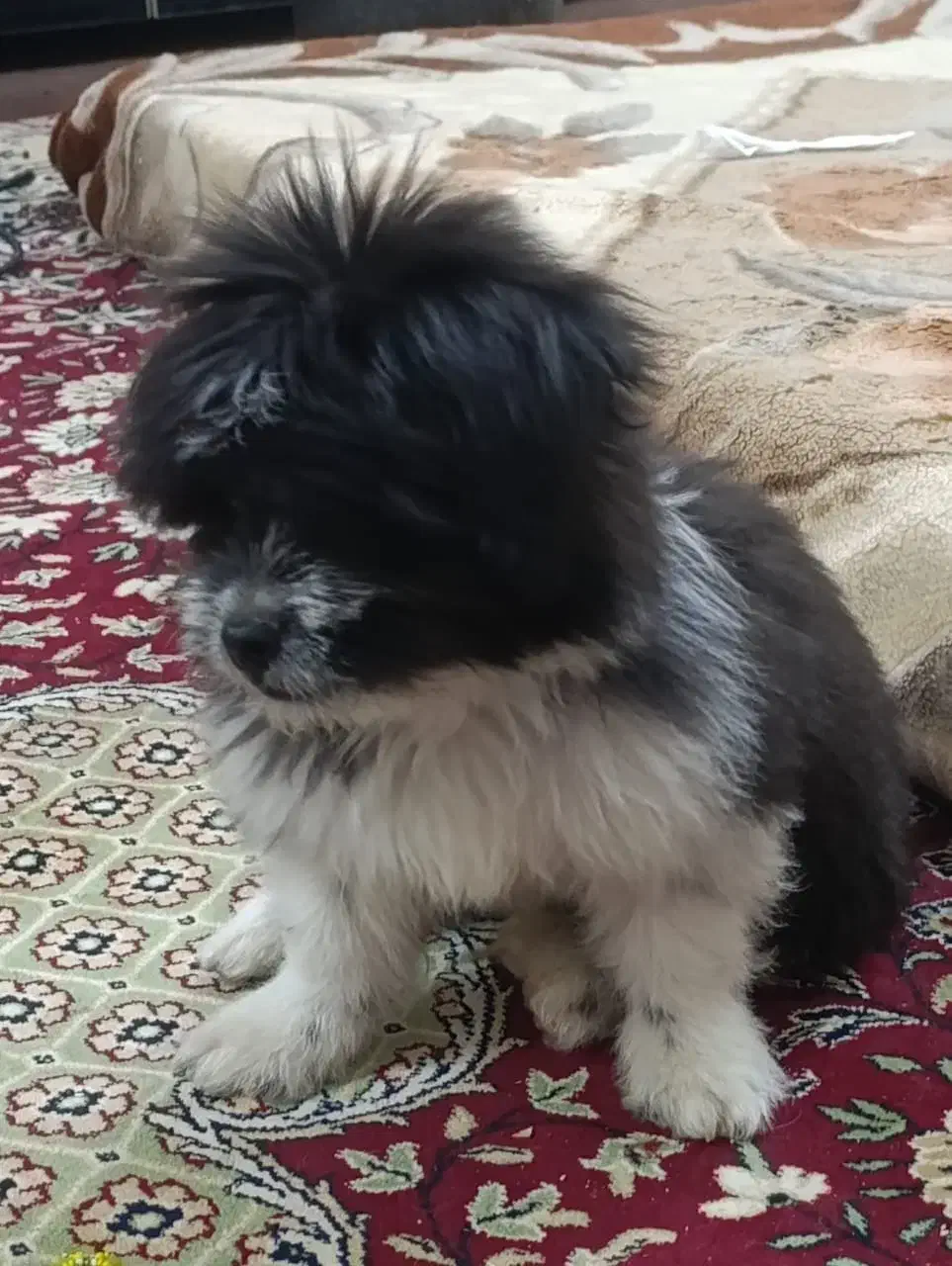 کمشده سگ|حیوانات|قشم, |دیوار