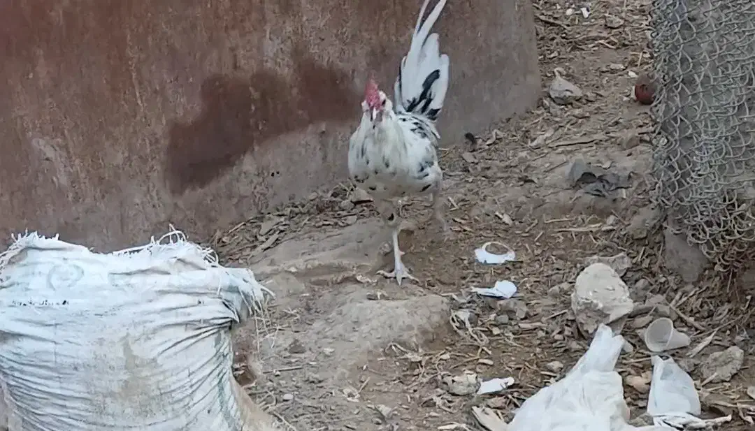 ۴ عدد مرغ و خروس گلین لری عشایری|حیوانات مزرعه|قرچک, داوود آباد|دیوار