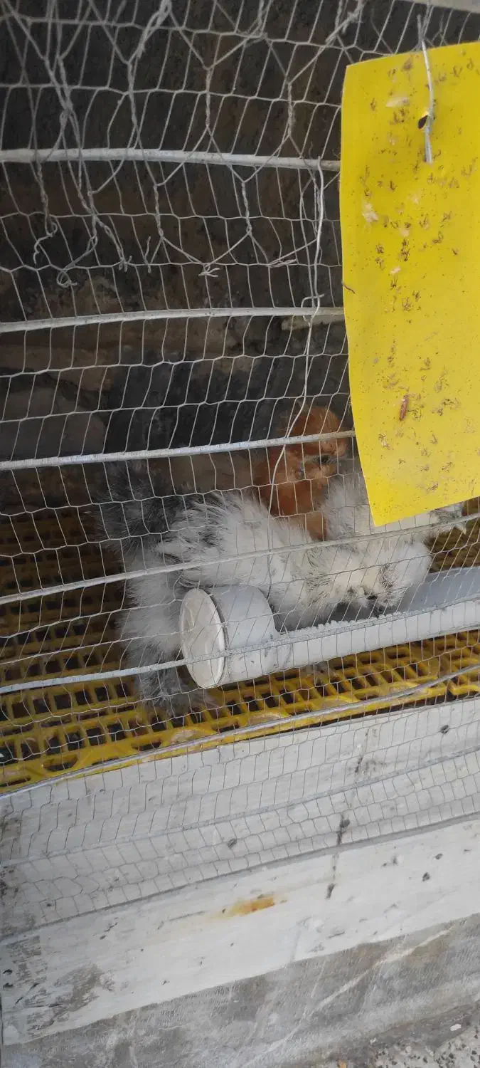 جوجه ابریشمی|حیوانات مزرعه|مشهد, ویلاشهر|دیوار