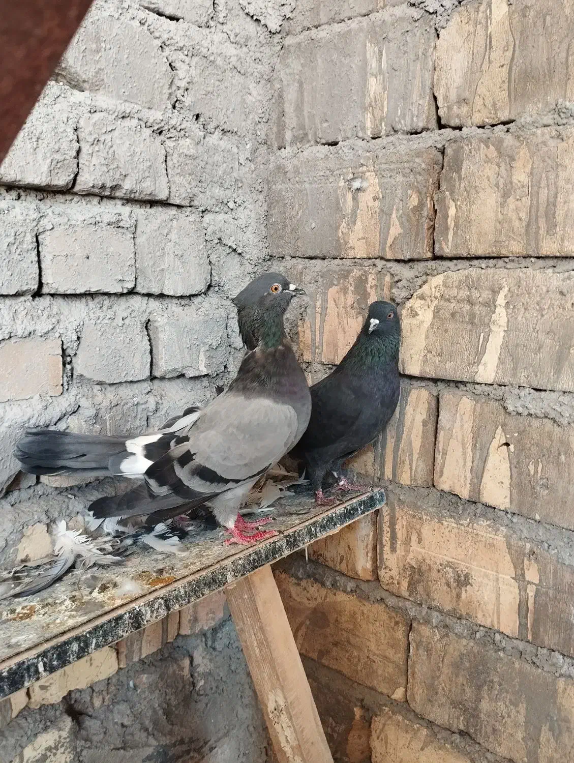 کفتر|پرنده|قم, تعویض پلاک|دیوار