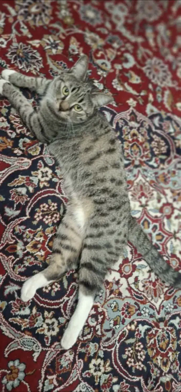 گربه dsh گمشده در محدوده چهارصدستگاه کرج|گربه|کرج, چهارصد دستگاه|دیوار