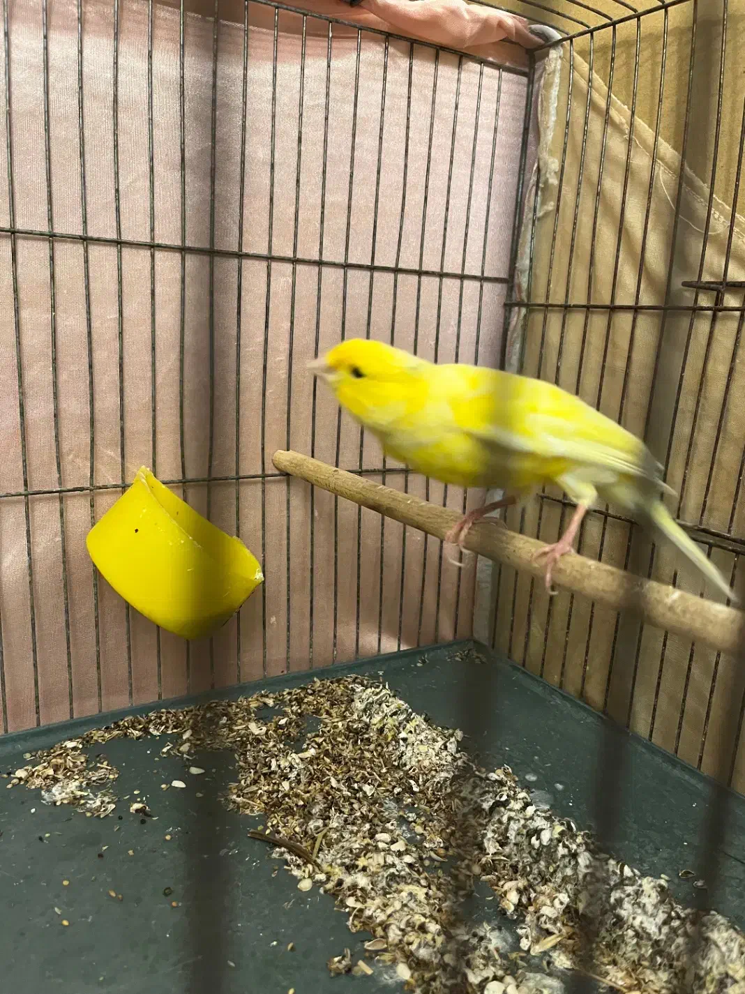 قناری|پرنده|محمدیه-قزوین, |دیوار