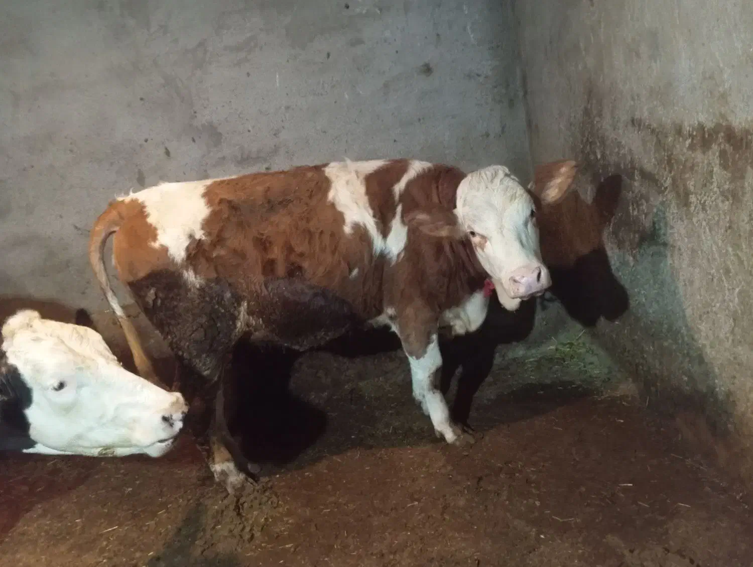 گوساله ماده|حیوانات مزرعه|دیواندره, |دیوار