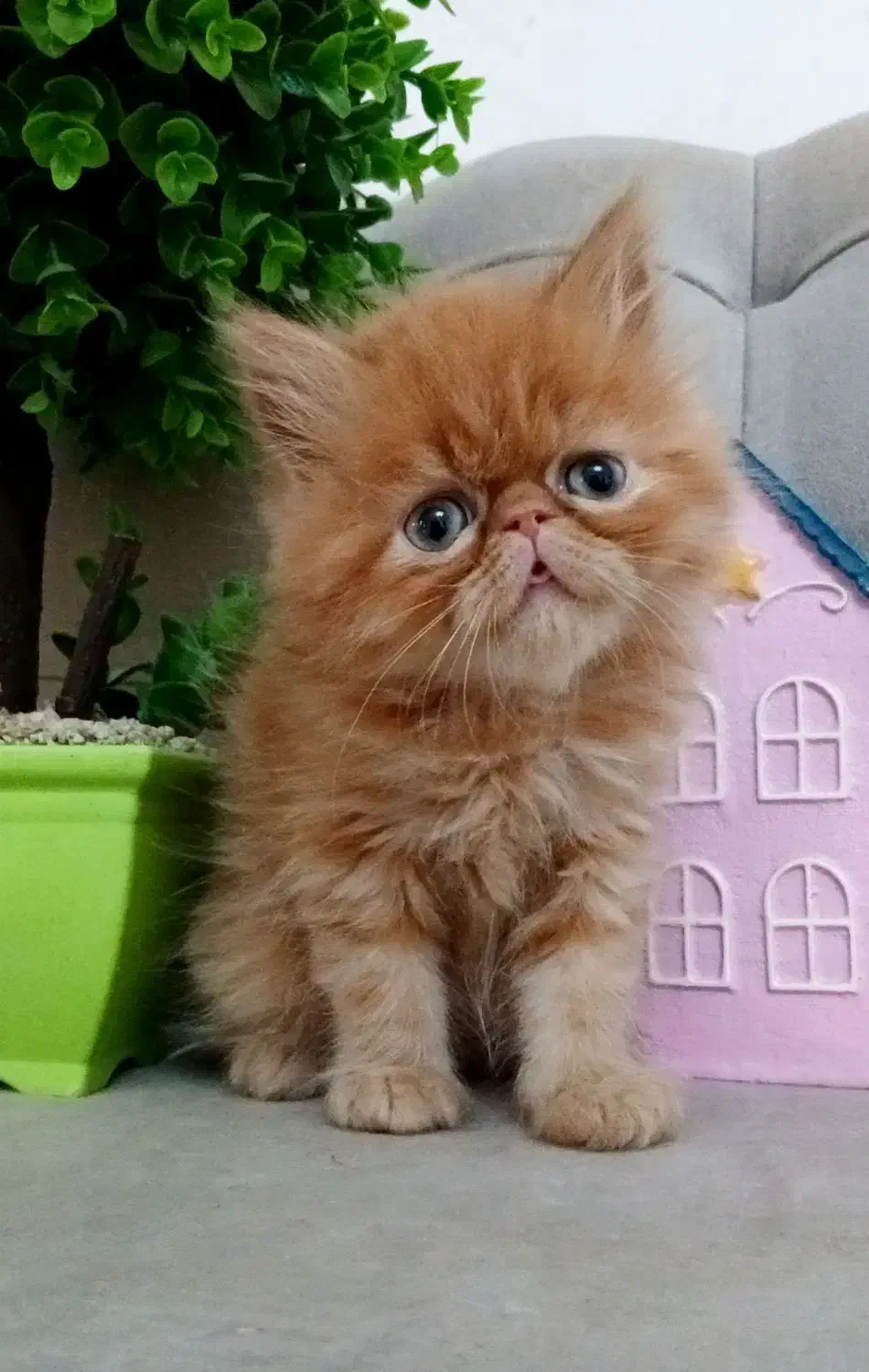 گربه پرشین|گربه|رشت, صفاری|دیوار