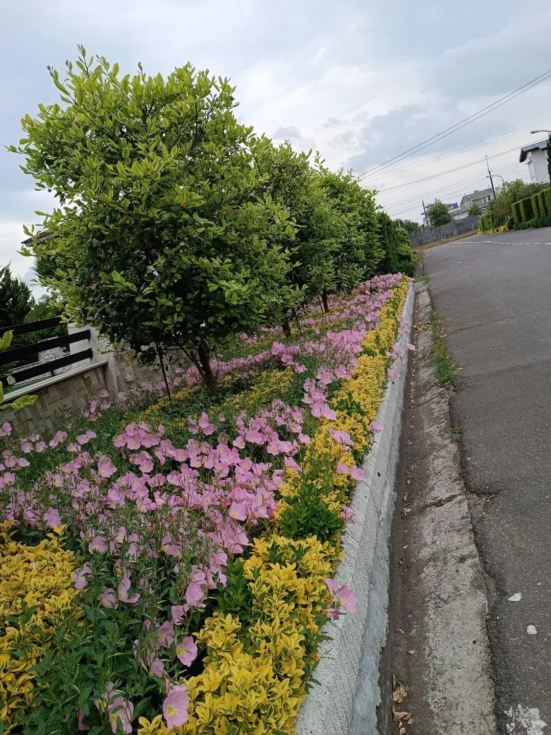 صفر تا صد باغبانی حرفه ای|خدمات باغبانی و درختکاری|بندر انزلی, دهکده ساحلی|دیوار