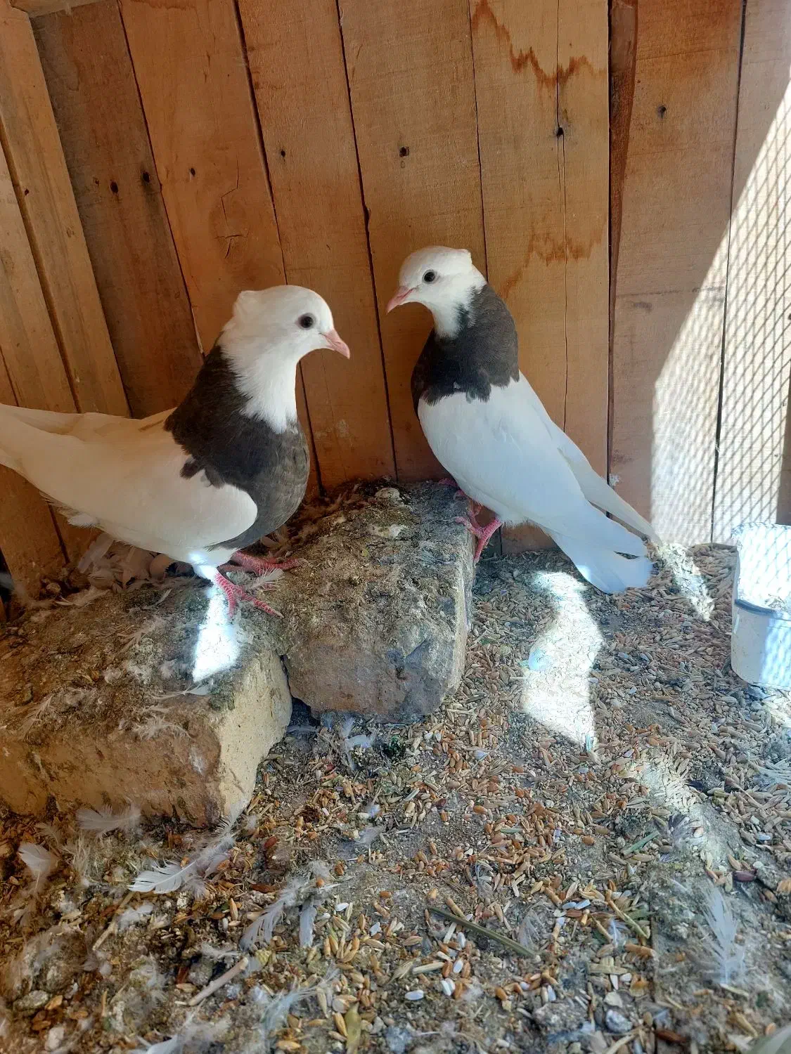 کبوتر طوقی|پرنده|رودشت (اصفهان), |دیوار