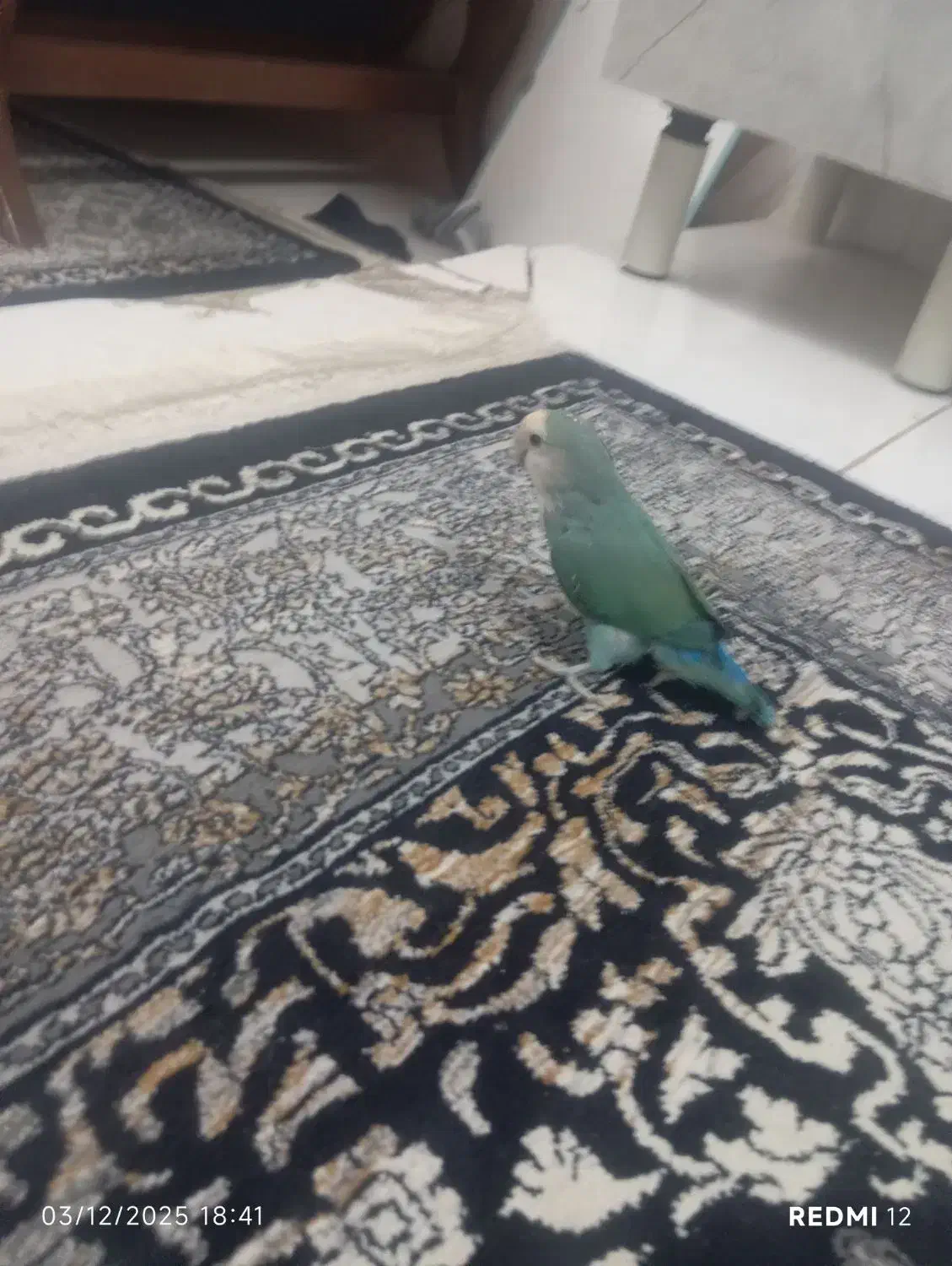 طوطی برزیلی سبز صورتش سفید|پرنده|رباط‌کریم, رباط‌کریم|دیوار