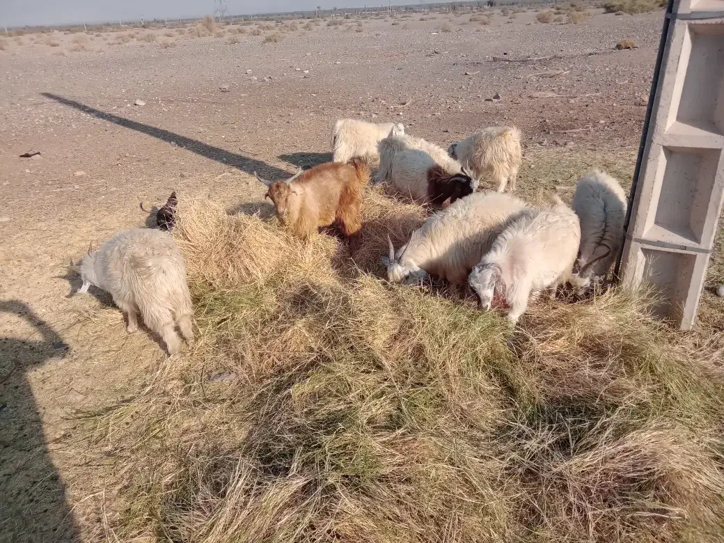 کهره نر و. ماده|حیوانات مزرعه|جیرفت, |دیوار