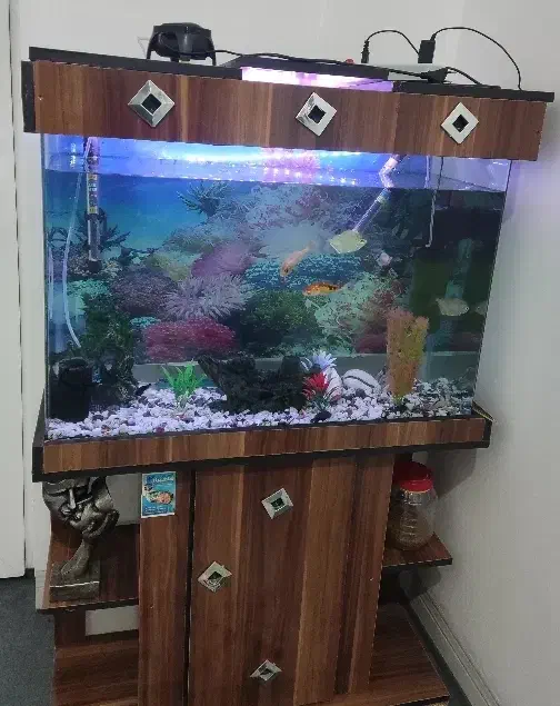 اکواریوم|ماهی|اردکان, |دیوار