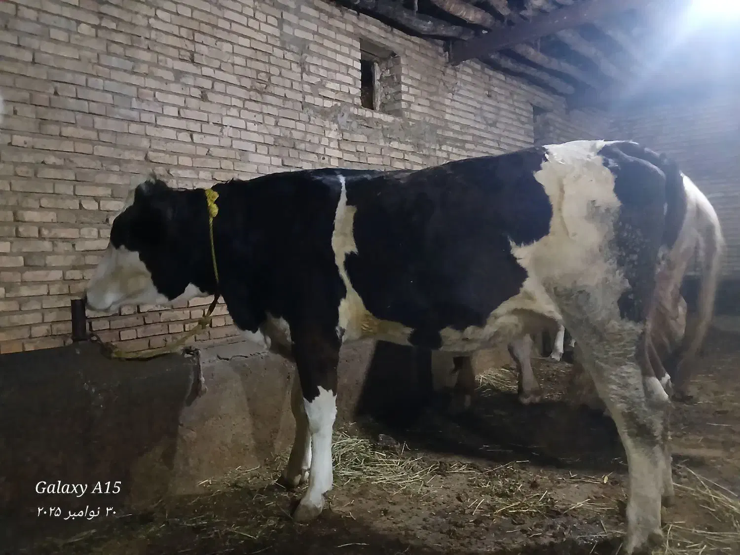 یک عدد گاو گوشتی جوان|حیوانات مزرعه|سراب, |دیوار