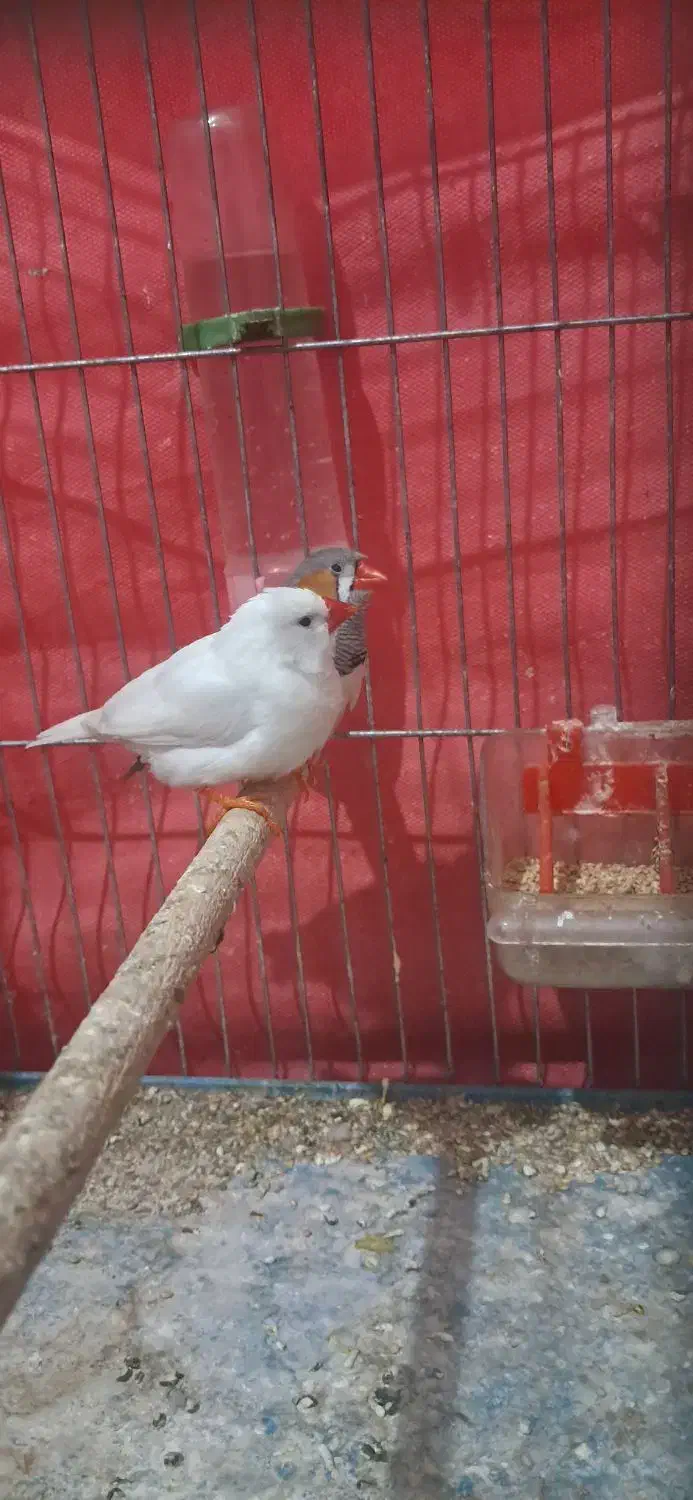 فنچ زبرا|پرنده|شیراز, کوشک میدان|دیوار