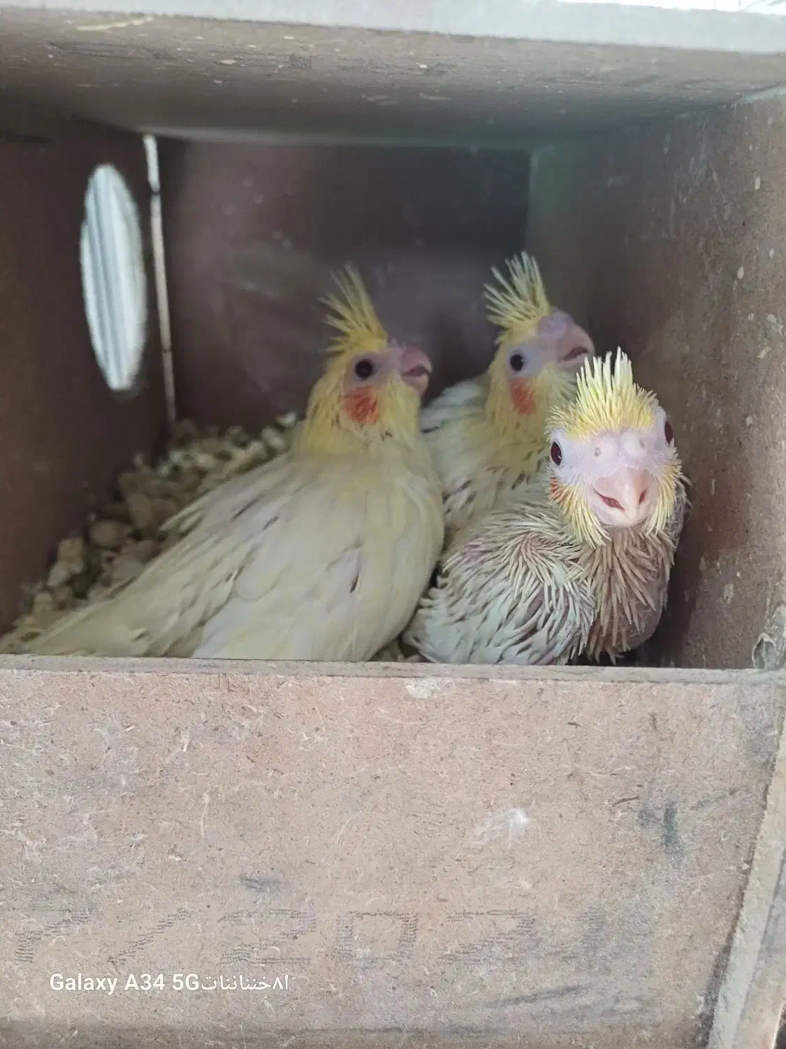 جوجه عروس هلندی|پرنده|شهر بابک, |دیوار